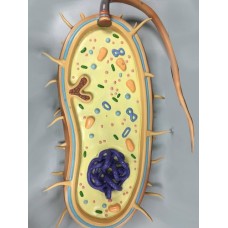 Craft's Botany Micro Models