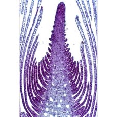 Craft's Botany Permanent Slides: Hydrilla Stem Apex