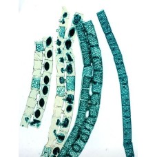 Craft's Botany Permanent Slides: Spirogyra