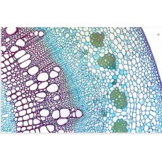 Craft's Botany Permanent Slides: Stem TS