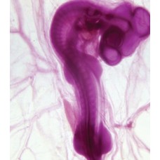 Craft's Zoology Permanent Slides: Chick Embryo