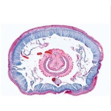 Craft's Zoology Permanent Slides: Earthworm TS