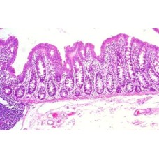 Craft's Zoology Permanent Slides: Intestine