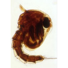 Craft's Zoology Permanent Slides: Mosquito Pupa