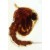 Craft's Zoology Permanent Slides: Mosquito Pupa