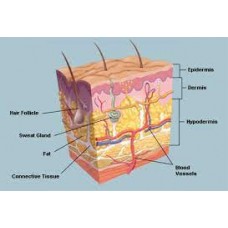 Human Skin Model