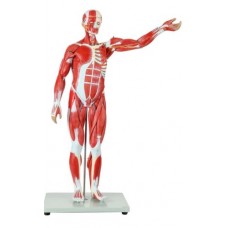 Human Muscular Models