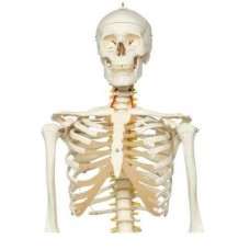 Human Skeleton