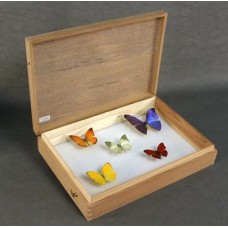 Craft's Insect Boxes