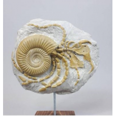 Zoology Fossil Specimens