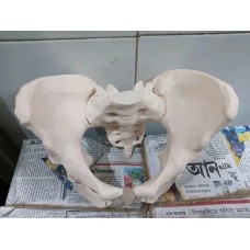 Adult Female Pelvis