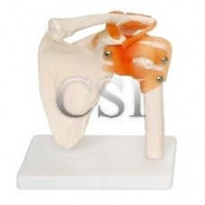 Shoulder Joint Imported