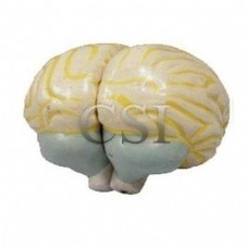 Brain Large Dissectable in 4 Parts