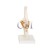Elbow Joint Imported