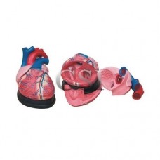 Heart Model
