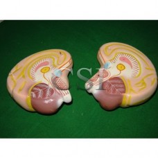 Human Brain Dissectable In 2 Parts