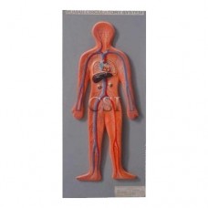 Human Circulatory System