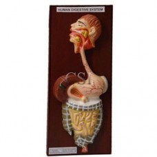 Human Digestive System