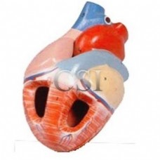 Human Heart Model