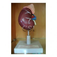Human Kidney Anatomical Models