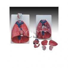 Human Lung Model Dissectable