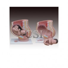 Human Pelvis with Baby Indian