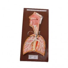 Human Respiratory System