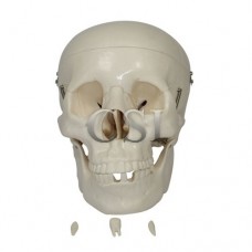 Human Skull Imported