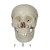 Human Skull Imported