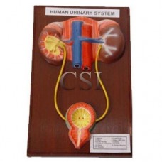 Human Urinary System