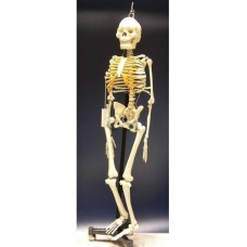 Skeleton Articulated Indian