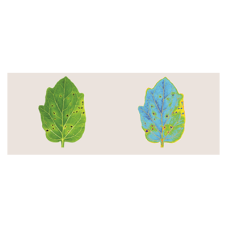 Leaf And Root Analysis