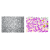 Grain Size Analysis