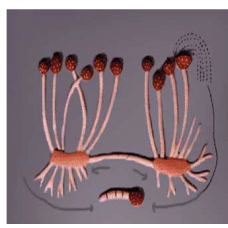 Anatomy Model