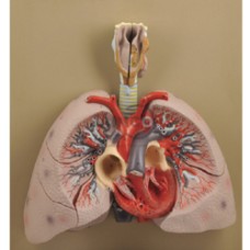 Heart with Lungs & Larynx