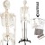 Human Skeleton Imported