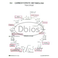 Carbohydrate Metabolism