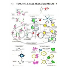 Cell Mediated Immunity Charts