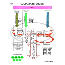 Complement System Charts