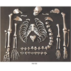 Disarticulated Human Skeleton