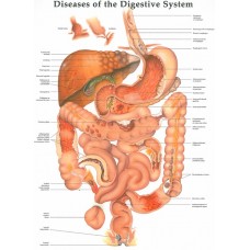 Disease of Digestive System