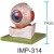 Eyeball