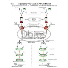 Hershey - Chase experiments charts