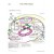 Hiv Life Cycle