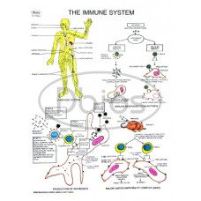 Immune System