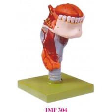 Larynx