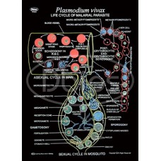 Malarial Parasite (life History) Charts