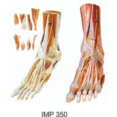 Muscles of Foot