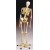 Physiotherapy Skeleton