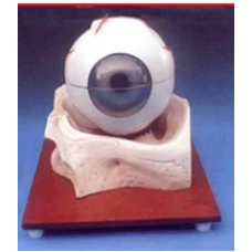 Eye Model Bony Base
